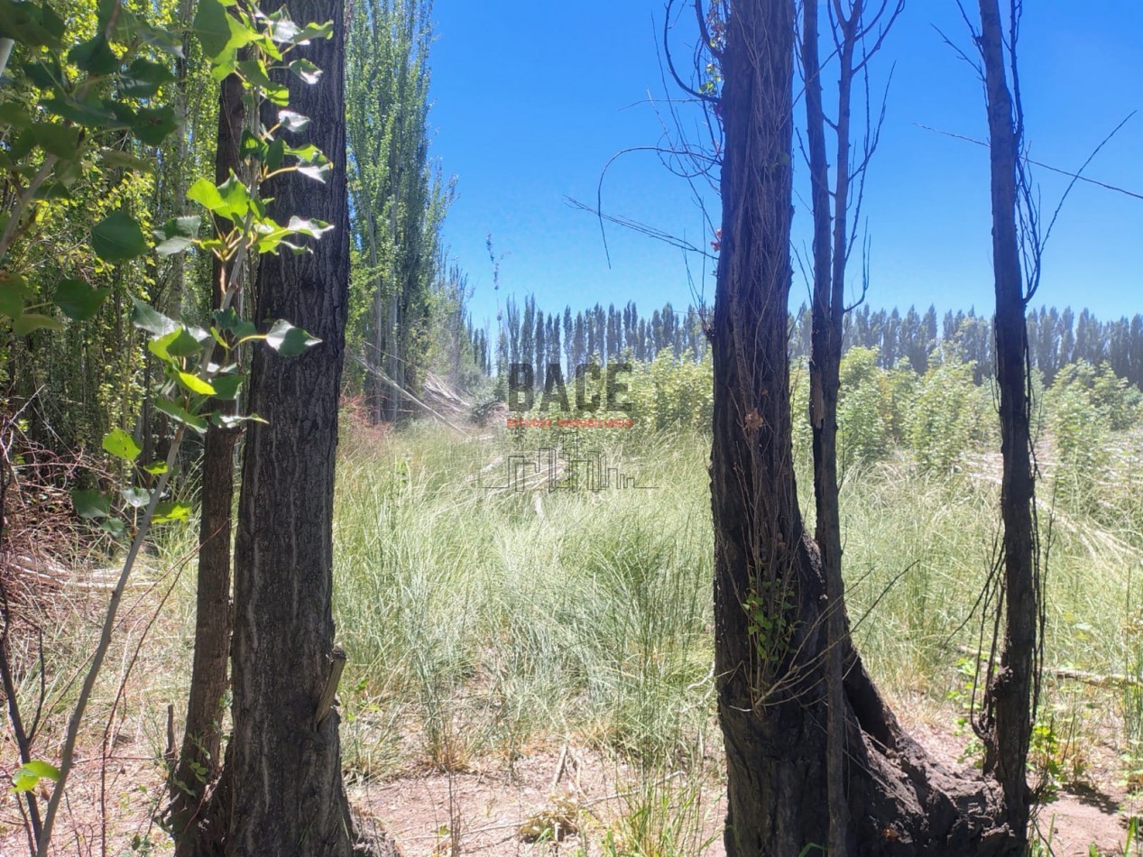 VENTA!! Inversion Asegurada: 30 Hectareas en Mainque con Todo el Potencial de Desarrollo - MAINQUE - ALTO VALLE DE RIO NEGRO